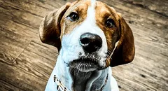 Mujer estadounidense pide eutanasia para su perro enfermo, pero un año después lo encuentra en adopción