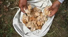 Transgénicos en Perú: entre la biodiversidad y ampliar la frontera agrícola