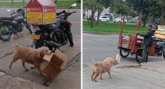 Tierno perrito se vuelve viral por ayudar a su dueño a juntar cajas de cartón: “Firulais reciclador”