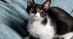 Científicos de Finlandia detectan mutación única en gatos que pueden cambiar el color de su pelaje