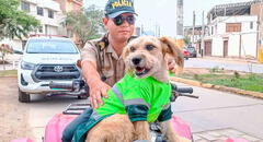 Conoce a 'Barbas', el perro policía que patrulla las calles de Chiclayo desde hace 3 años