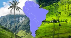 La palmera más alta de todo el mundo está en Sudamérica: tiene un título de Guinness World Records
