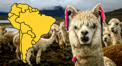El país de Sudamérica que posee el 85% de la población mundial de alpacas: supera a Bolivia y Ecuador juntos