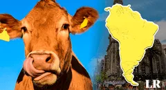 Este es el ÚNICO país de Sudamérica que tiene más vacas que habitantes: aproximadamente 4 por persona