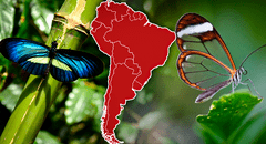 El país de Sudamérica que alberga la mayor variedad de especies de mariposas en el mundo