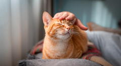 Estudio científico revela las 5 razas de gato que viven más años: conoce cuáles son