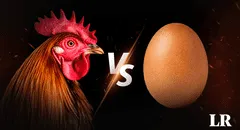 Científicos resuelven un dilema que hace explotar cabezas: ¿qué fue primero, el huevo o la gallina?