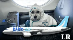 La primera aerolínea para perros y pasajeros ya está disponible en EE. UU.: viajarán en cabinas y no en jaulas