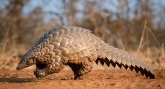 El extraño animal que ha sido encontrado en África tras casi 24 años de desaparición
