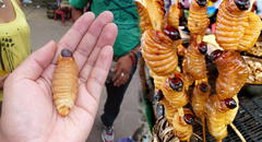 Taste Atlas califica como los PEORES a los anticuchos de suri: “Plato de insectos”