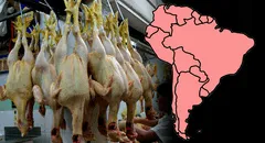 Este país de Sudamérica consume más pollo en el mundo: supera a Perú y Argentina