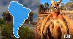 Este país de Sudamérica perdería una 'guerra' contra los canguros de Australia: cada ciudadano pelearía con 14