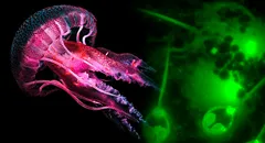 El único animal que no respira y no necesita oxígeno para sobrevivir: se parece a una medusa