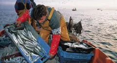 En el Día del Pescador, las 5 millas del mar de Grau siguen sin ser reglamentadas