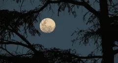 Calendario lunar julio 2024: cuándo ver la luna llena y las otras fases del satélite natural de la Tierra