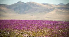 El desierto más seco del mundo está en Sudamérica y un raro fenómeno lo está cubriendo de flores