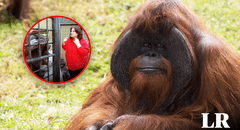 El primer orangután que 'hablaba' con los humanos: sabía lengua de señas, limpiaba su habitación y más