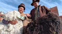La otra cara de las lujosas prendas de fibra de alpaca