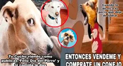 Día Mundial del Perro 2024: Disfruta los memes más hilarantes para celebrar a nuestro mejor amigo de 4 patas