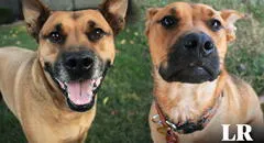 Investigadores evidencian que los perros detectan el olor del estrés en las personas y cambian su comportamiento