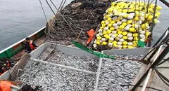 Dina Boluarte: se aprobará política nacional de pesca para impulsar competitividad
