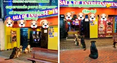 Perros ‘hacen cola’ para entrar a tragamonedas y en redes les dicen: “Firulais ludo-patas”