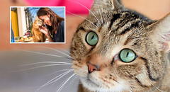 Día Internacional del gato 2024: ¿por qué se celebra este 8 de agosto y en otras dos fechas más en el año?