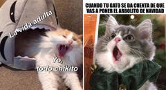 ¡Gatitos virales! Los mejores memes del Día Internacional del Gato que te harán reír sin parar"