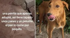 Joven adopta a perrita callejera y descubre su conmovedor hábito: "Sufrió mucho"