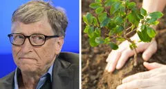 Bill Gates no cree que plantar árboles solucione el cambio climático: "Es un completo sinsentido"