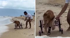 Perro que no puede caminar tiene su primer encuentro con el mar: la emotiva reacción es viral
