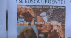 Joven mesera renuncia a su trabajo para buscar a su perrita perdida en SJM: “Se ha ido una parte de mi vida”