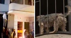 Rescatista de perritos muere y animalitos llevan varios días solos dentro de su casa: vecinos piden ayuda