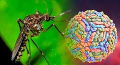 Este es el nuevo virus que amenaza Sudamérica debido al cambio climático: no es la viruela del mono