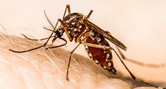 Científicos en Sudamérica revelan que mosquito del dengue es resistente a insecticidas tras mutación genética