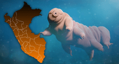 Este increíble animal superó a las cucarachas como el más indestructible de la Tierra: habita en Perú y no come ni bebe por 30 años