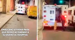 Perrito corre tras ambulancia que lleva a su dueño al hospital, chofer frena y lo suben a vehículo: “Amigo fiel”