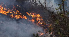 Incendios arrasan miles de hectáreas de bosques y cultivos