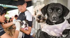 Campaña de veterinaria gratis en estos distritos de Lima este 14 de septiembre, horario y ubicación