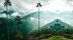 La palmera más alta del mundo está en América Latina: obtuvo un récord Guinness, pero su conservación está en peligro