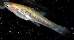 El pequeño pez de Sudamérica que detecta la contaminación por hidrocarburos en el agua, según científicos