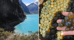 'Caviar de los incas': ¿de qué está hecho el superalimento que previene el cáncer y promueve la salud muscular?