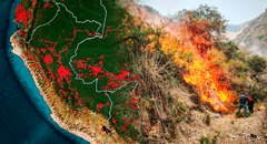 Incendios forestales en Perú 2024 EN VIVO: declaran emergencia 3 regiones tras pérdida de 19.000 hectáreas