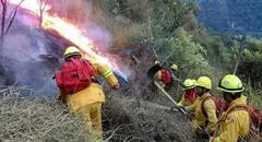 Incendios forestales continúan: ¿qué hacer si encuentras un animal silvestre tras siniestros? Esto dice SERFOR