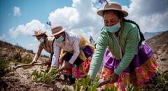 Agro crece 3,3% primeros siete meses del año