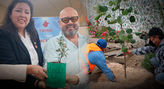 ¿Adoptarías un árbol? Conoce la innovadora medida en Tacna para conservar especies en peligro de extinción