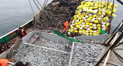 Talla mínima de la anchoveta seguirá en 12 centímetros