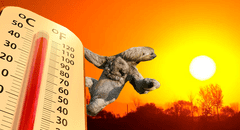 El mamífero más lento del mundo podría extinguirse: las altas temperaturas representan un peligro para los perezosos