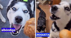 Perro sorprende al 'hablar' como una persona y es toda una sensación en TikTok
