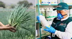 Estudio revela altos niveles de pesticidas en cebolla china del Mercado de Santa Anita: 10.900% más del límite permitido